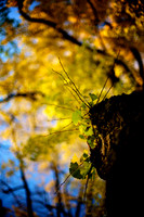 Todoroki Ravine Photo Walk