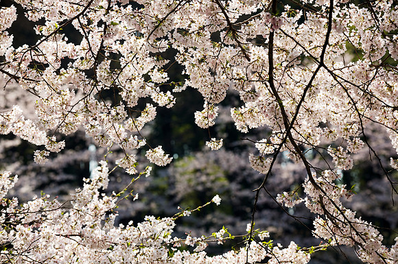 Sakura Blooms 17.jpg