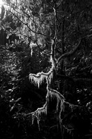 _MG_5493