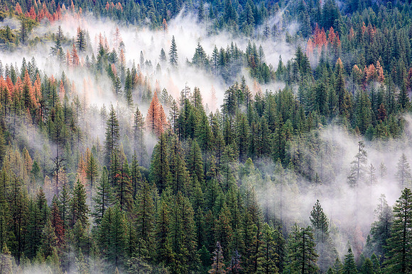 _MG_5262
