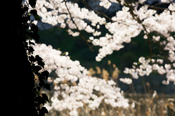 Sakura Blooms 11.jpg