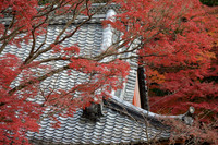 2009 Fall Colors