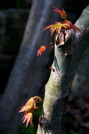 Sakura Blooms 5.jpg
