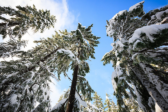 _MG_5451